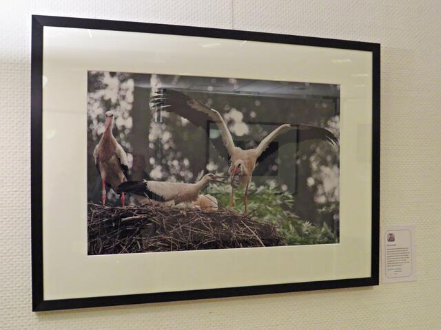 "Futterneid" von Arno Becker bei den Störchen | Foto: Brigitte Melder
