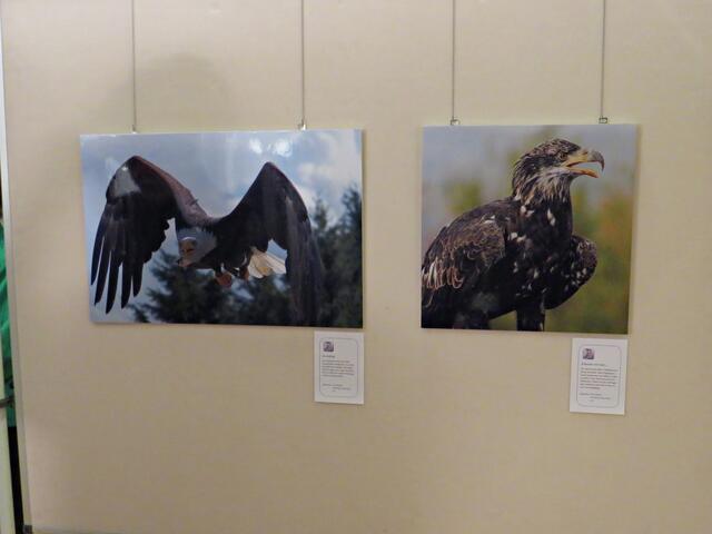 Adler von Arno Becker | Foto: Brigitte Melder