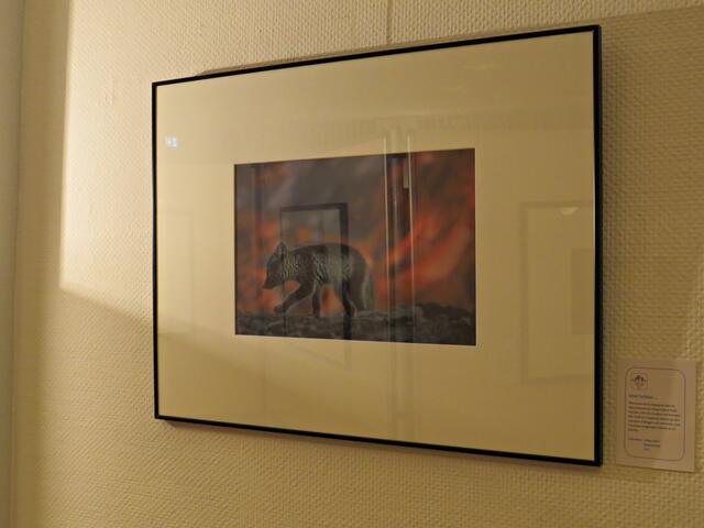 Polarfuchs von Volker Dörr | Foto: Brigitte Melder