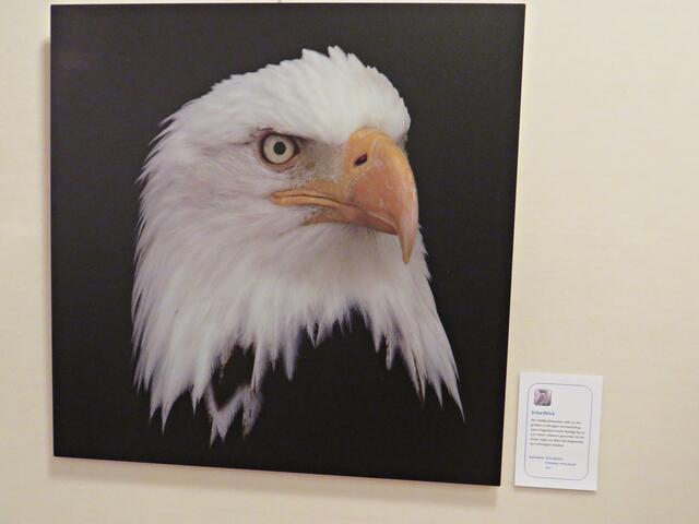 Ein Weißkopfseeadler von Arno Becker | Foto: Brigitte Melder