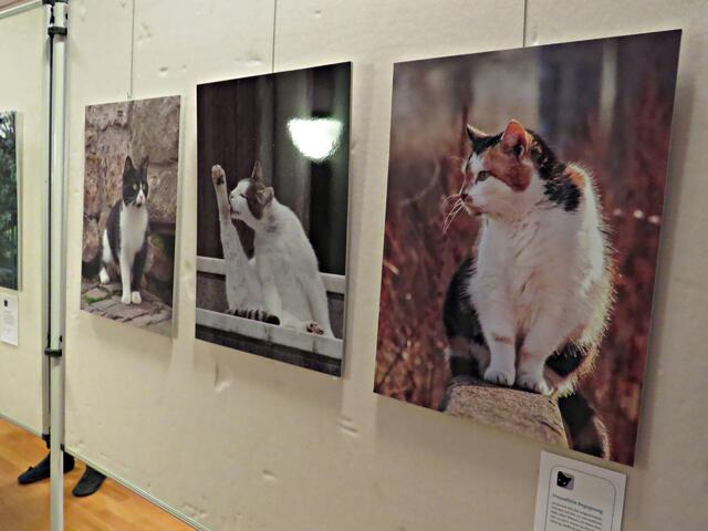 Katzen-Impressionen von Lothar Hensel | Foto: Brigitte Melder