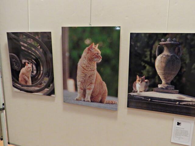 Katzen | Foto: Brigitte Melder