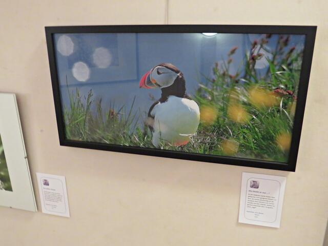 Nochmal ein Papageitaucher von Arno Becker | Foto: Brigitte Melder