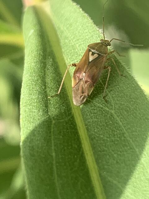 Behaarte Wiesenwanze | Foto: Franz-Walter Mappes