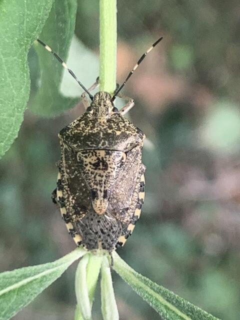 Graue Gartenwanze | Foto: Franz-Walter Mappes