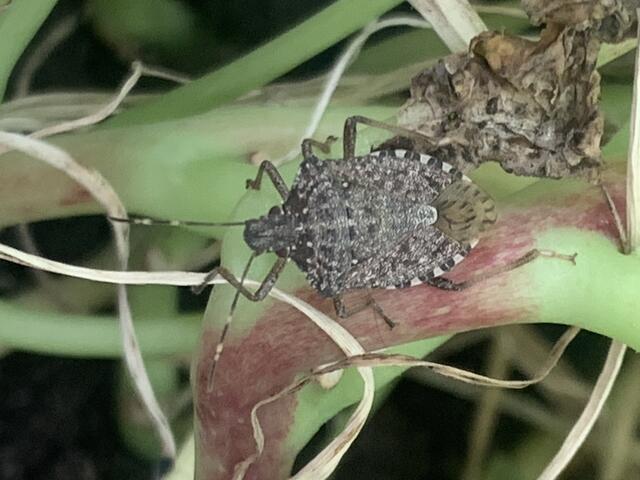 Marmorierte Baumwanze | Foto: Franz-Walter Mappes