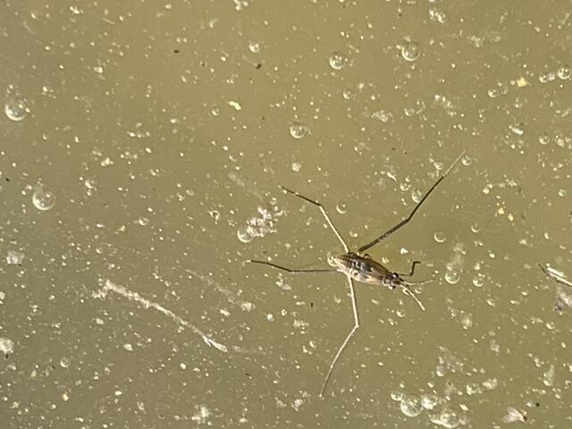 Auch der Wasserläufer gehört zur Familie der Wanzen | Foto: Franz-Walter Mappes