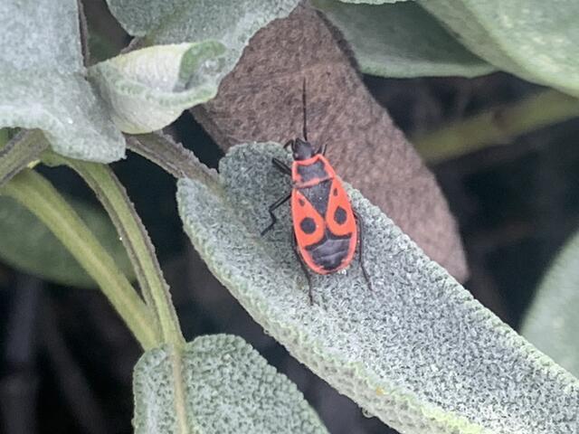 Gemeine Feuerwanze | Foto: Franz-Walter Mappes