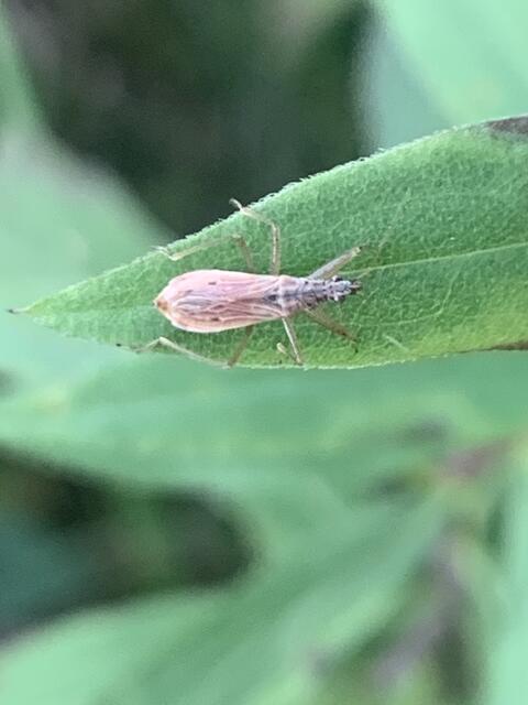 Der Landräuber | Foto: Franz-Walter Mappes