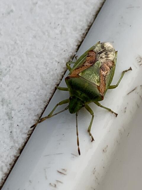 Ein Buntrock | Foto: Franz-Walter Mappes