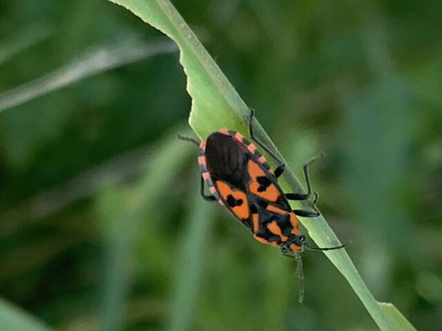 Alle Wanzen besitzen einen Stechrüssel, der in Ruhe auf die Unterseite zurückgeschlagen ist | Foto: Franz-Walter Mappes