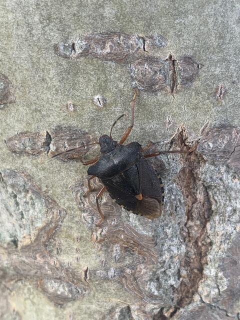 Rotbeinige Baumwanze | Foto: Franz-Walter Mappes