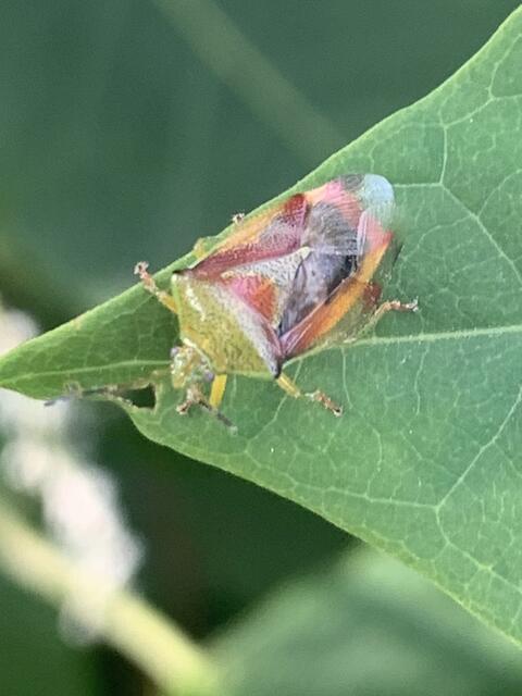 Bunte Blattwanze | Foto: Franz-Walter Mappes