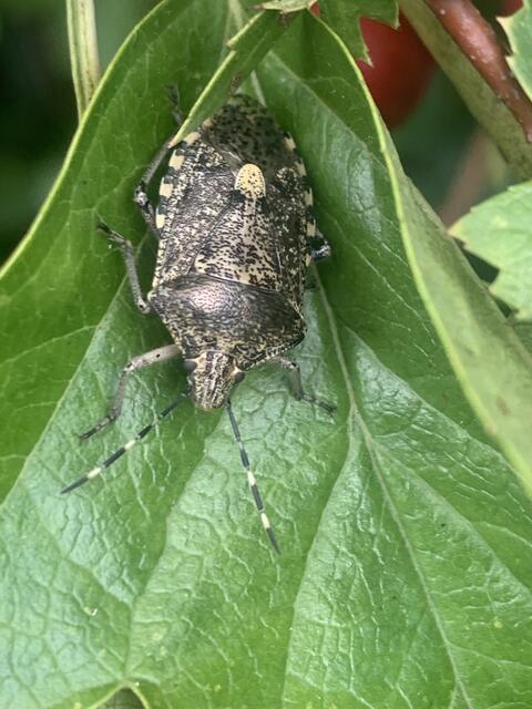 Wanzen erkennt man an ihrer gedrungenen Gestalt und an den Flügeln | Foto: Franz-Walter Mappes
