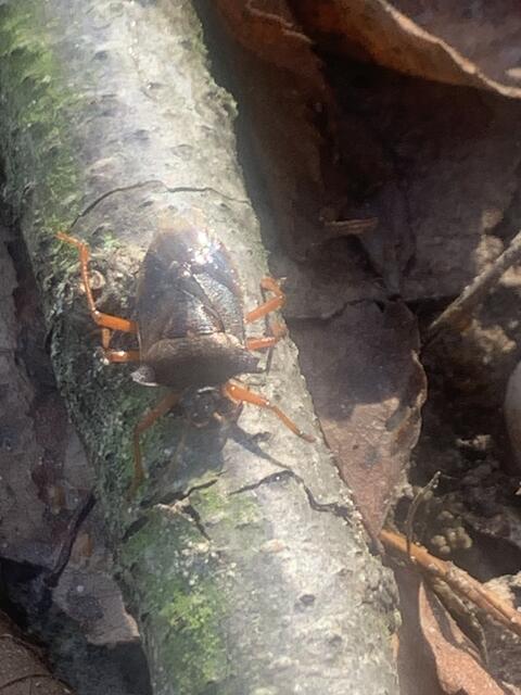 Pinthaeus sanguinipes mit seinen starken roten Beinen | Foto: Franz-Walter Mappes