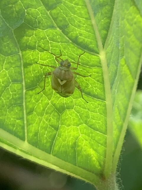 Häufig halten sich Wanzen an der Unterseite der Blätter auf | Foto: Franz-Walter Mappes