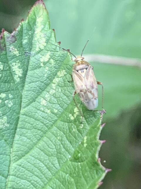Das dreieckige Schildchen kennzeichnet die Wiesenwanze | Foto: Franz-Walter Mappes