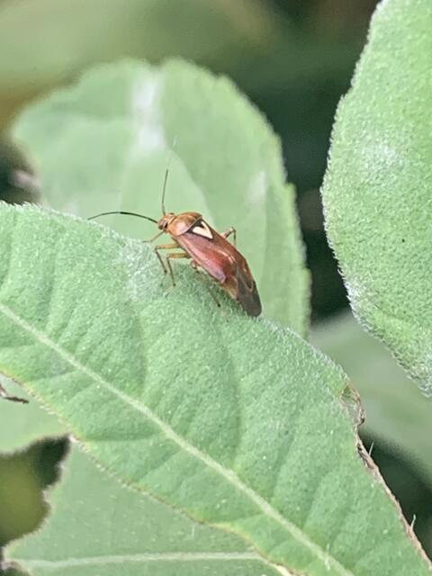 Gemeine Wiesenwanze | Foto: Franz-Walter Mappes