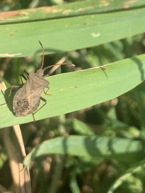 Lederwanze | Foto: Franz-Walter Mappes