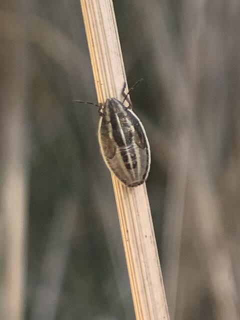 Spitzling | Foto: Franz-Walter Mappes