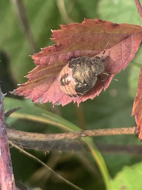 Frühlings-Baumwanze | Foto: Franz-Walter Mappes