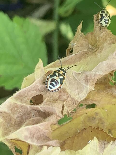 Wie aus einer anderen Welt: Kohlwanzen mit ihrer wunderschönen Zeichnung auf dem Rücken | Foto: Franz-Walter Mappes