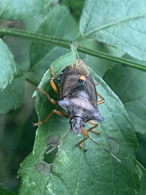 Rotbeinige Baumwanze | Foto: Franz-Walter Mappes