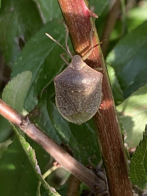 Fast schon braun gefärbt: Grüne Reiswanze  | Foto: Franz-Walter Mappes