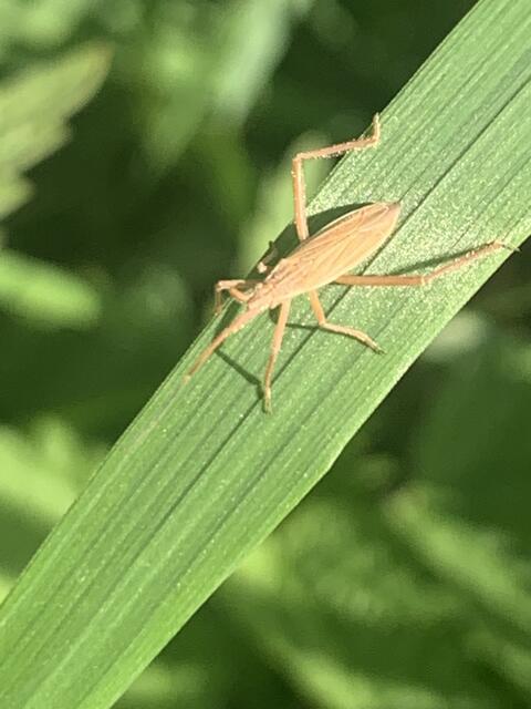 Plink | Foto: Franz-Walter Mappes