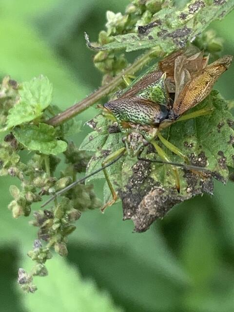 Gut getarnt: Wipfel-Stachelwanze | Foto: Franz-Walter Mappes