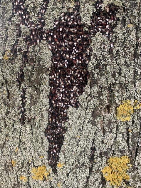 Brutstätte der Malvenwanze an einer Linde | Foto: Franz-Walter Mappes