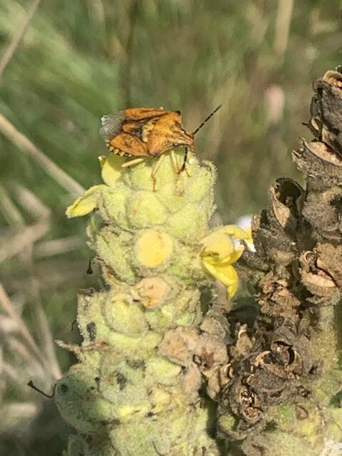 Der verkannte Enak | Foto: Franz-Walter Mappes