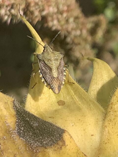 Gelber Enak | Foto: Franz-Walter Mappes