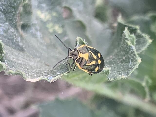 Diesmal in Gelbfärbung: Schwarzrückige Gemüsewanze auf Nahrungssuche | Foto: Franz-Walter Mappes