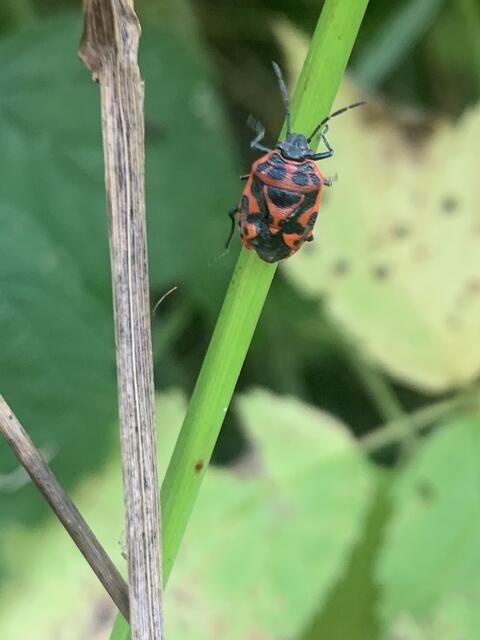 Schmuckwanze oder schwarzrückige Gemüsewanze | Foto: Franz-Walter Mappes