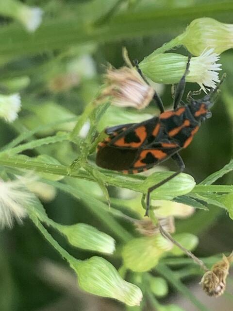 Wird gerne mit der Feuerwanze verwechselt: Knappe | Foto: Franz-Walter Mappes