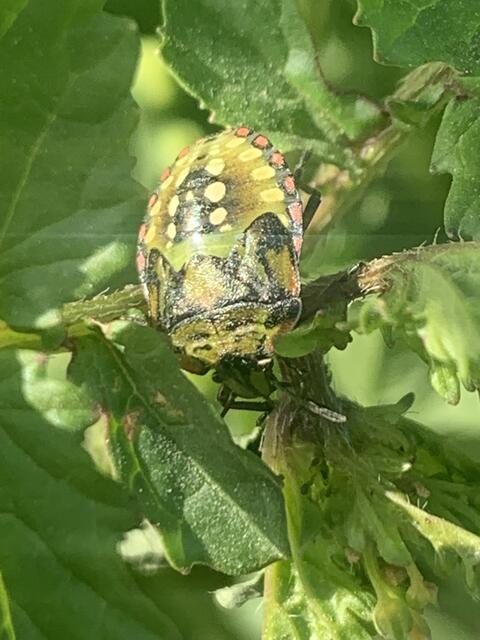 Relativ häufig: Grüne Reiswanze im jugendlichen Stadium | Foto: Franz-Walter Mappes