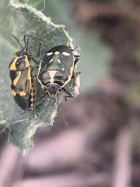 Zwei Kohlwanzen unterschiedlicher Färbung | Foto: Franz-Walter Mappes