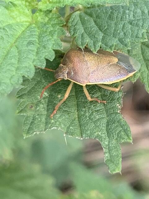 Ginsterwanze | Foto: Franz-Walter Mappes