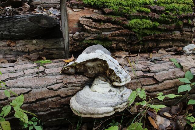 Die Natur wird dem Verfall überlassen | Foto: Franz-Walter Mappes