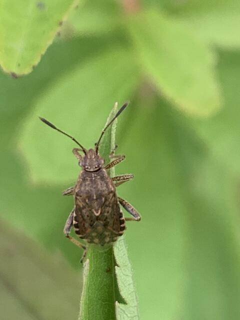 Beobachtungen für den Bioblitz: Punktierte Porenwanze | Foto: Franz-Walter Mappes
