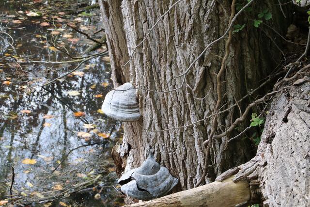 Zunderschwämme  | Foto: Franz-Walter Mappes