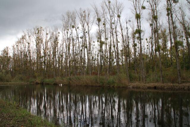 Misteln haben die Bäume besiedelt | Foto: Franz-Walter Mappes