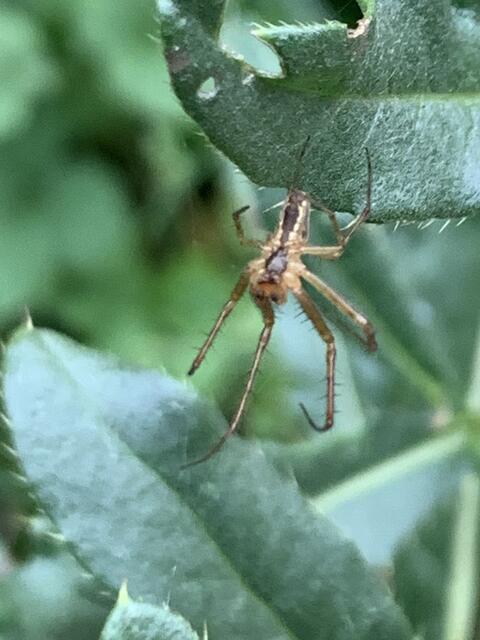 Eine Herbstspinne | Foto: Franz-Walter Mappes