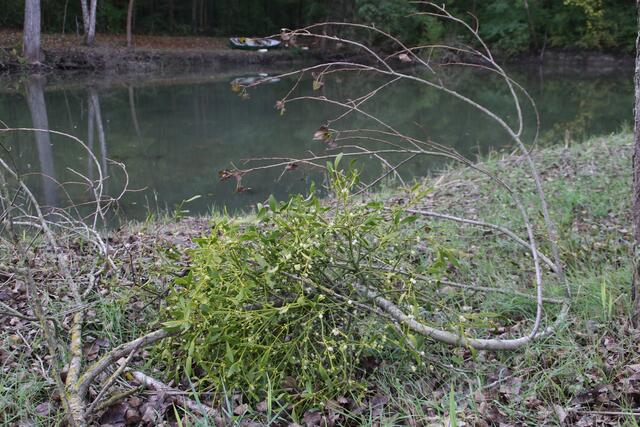 Windbruch bleibt liegen | Foto: Franz-Walter Mappes