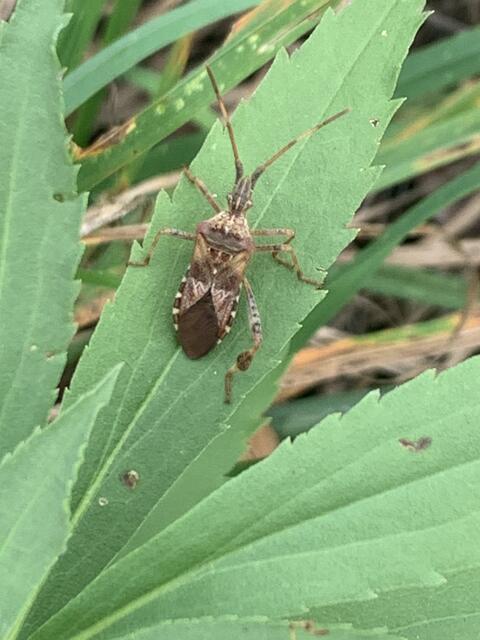 Amerikanische Kiefernwanze | Foto: Franz-Walter Mappes