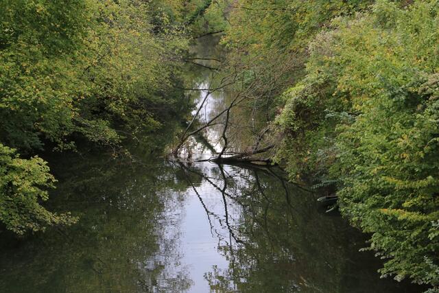 Die Rheinaue: Ein Stück Urwald mitten in in der Pfalz | Foto: Franz-Walter Mappes