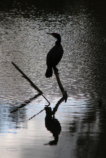 Warten auf Futter | Foto: Franz-Walter Mappes