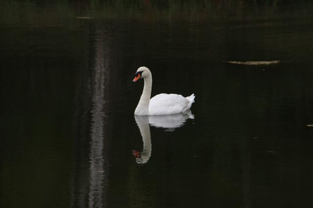 Der Schwan fühlt sich wohl in der Einsamkeit der Rheinaue | Foto: Franz-Walter Mappes