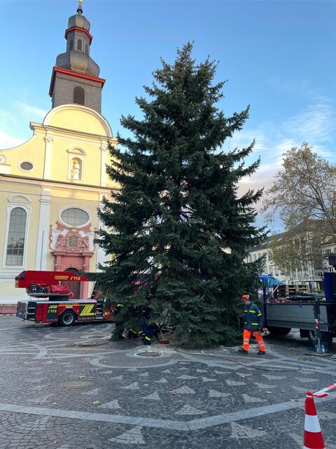 In den nächsten Tagen wird die Tanne fertig geschmückt und erleuchtet in diesem Jahr den Frankenthal Weihnachtsmarkt | Foto: Martina Baum